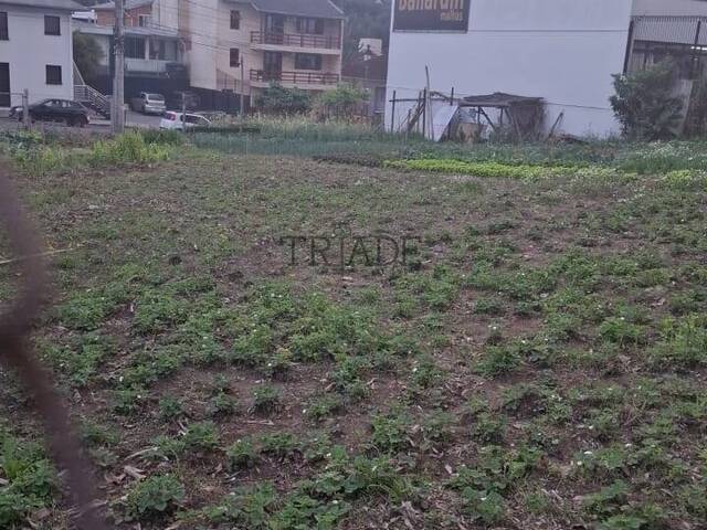 #TRD599 - Área para Venda em Caxias do Sul - RS