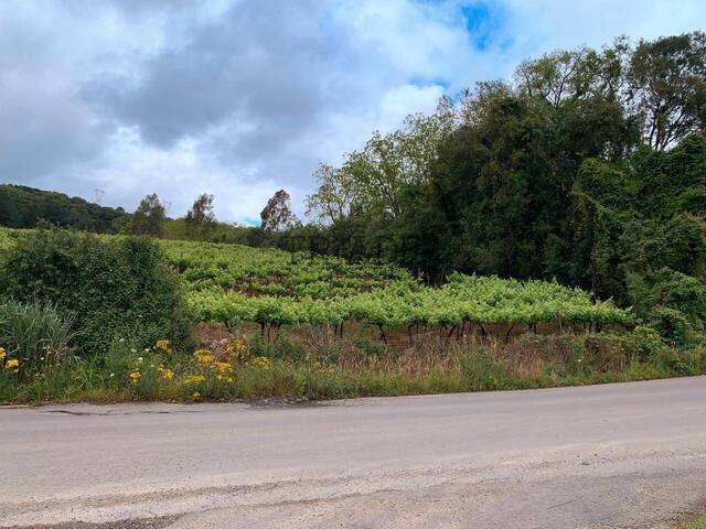 Chácara para Venda em Caxias do Sul - 4