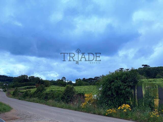 #TRD643 - Chácara para Venda em Caxias do Sul - RS