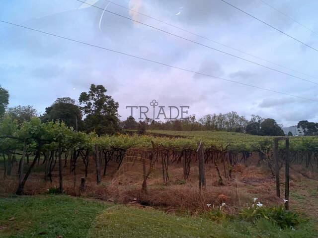 Chácara para Venda em Caxias do Sul - 5