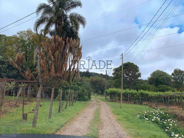 #TRD643 - Chácara para Venda em Caxias do Sul - RS