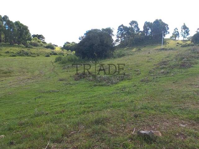 Área para Venda em Caxias do Sul - 4